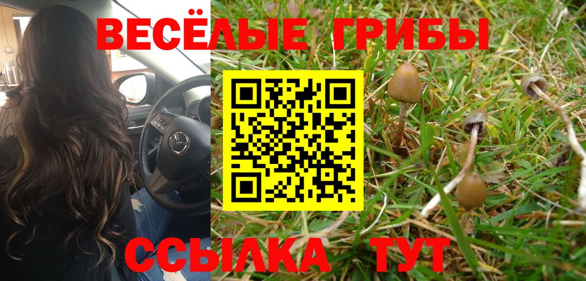 Псилоцибиновые грибы Psilocybe Кимры